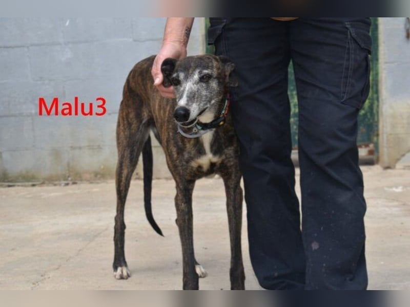 Malu3 geb. 02/2016 (ESP) - liebevolle Galga hat endlich ihr Glück verdient!