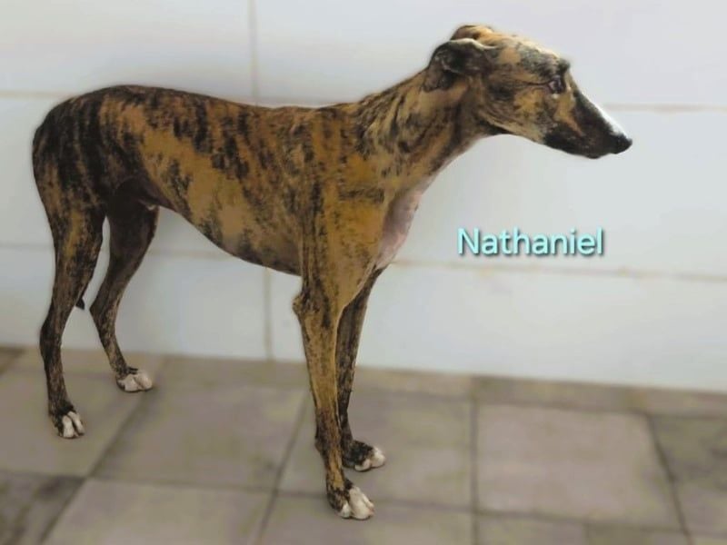 Nathaniel geb. 07/2021 (ESP) - lieber, ausgeglichener und verschmuster Galgo!