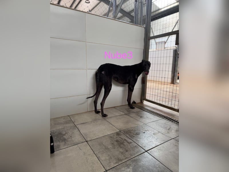 Nube3 geb. 03/2024 (ESP) - dringend Pflegestelle oder Zuhause für liebevolle Galga gesucht!