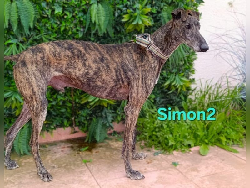 Simon2 geb. 09/2019 (ESP) - unkomplizierter Galgo verdient endlich sein Glück!