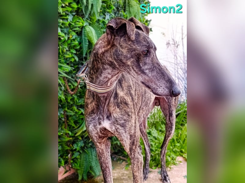 Simon2 geb. 09/2019 (ESP) - unkomplizierter Galgo verdient endlich sein Glück!