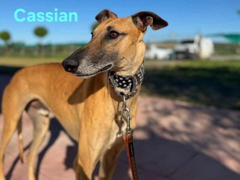 Cassian geb. 07/2023 (ESP) - freundlicher und sozialer Galgo sucht liebevolles Zuhause!