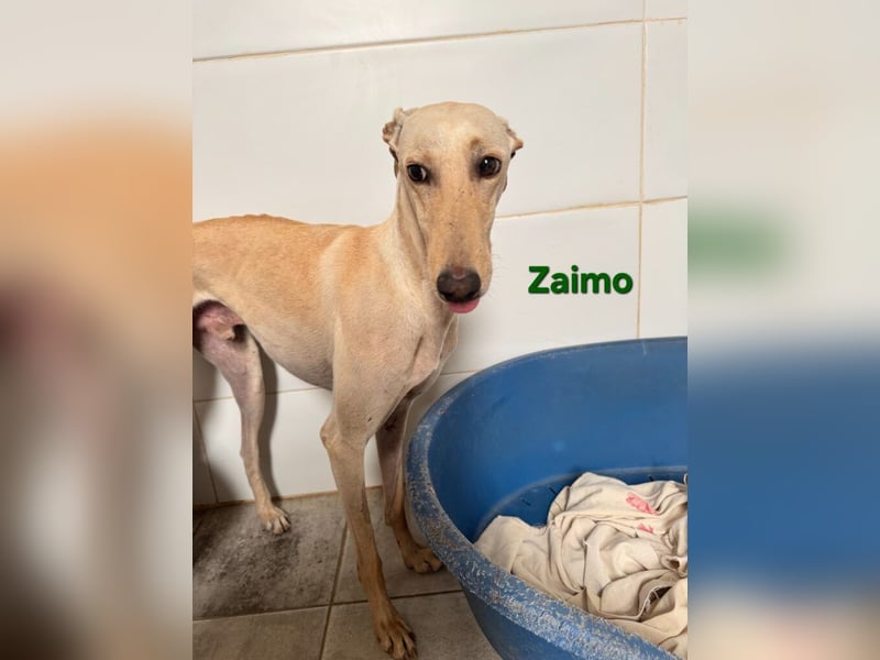Zaimo geb. 10/2023 (ESP) - schüchterner, wunderschöner Galgo sucht erfahrene Menschen!
