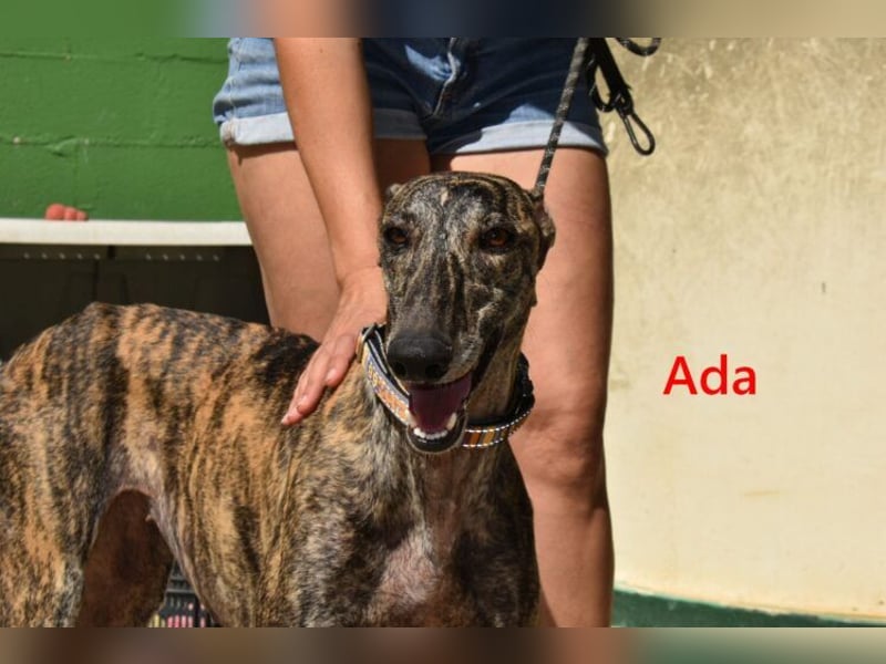 Ada geb. 07/2024 (ESP) - menschenbezogene, sanfte Galga!