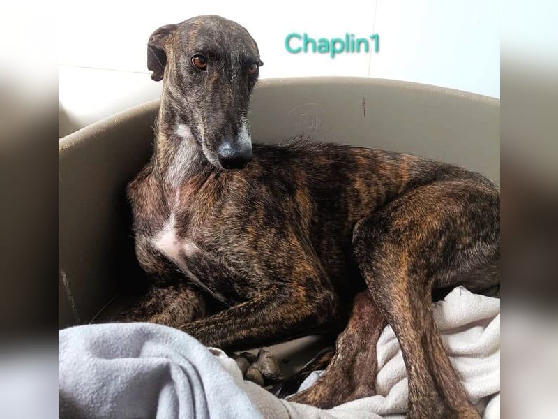 Chaplin1 geb. 01/2023 (ESP) - ruhiger und anhänglicher, sanfter Galgo!