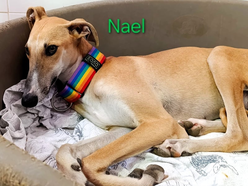 Nael geb. 11/2023 (ESP) - edler, sensibler und wunderschöner Galgo!