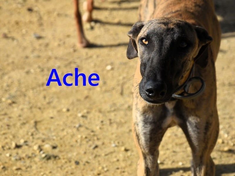 Ache geb. 03/2025 (ESP) - menschenbezogener und verspielter, junger Galgo!