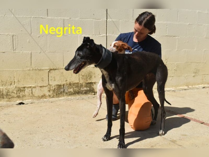 Negrita geb. 09/2022 (ESP) - edle und menschenbezogene Galga, eine treue Seele!