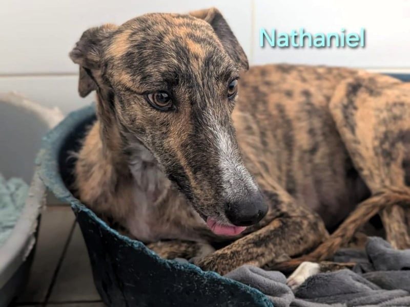 Nathaniel geb. 07/2021 (ESP) - lieber, ausgeglichener und verschmuster Galgo!