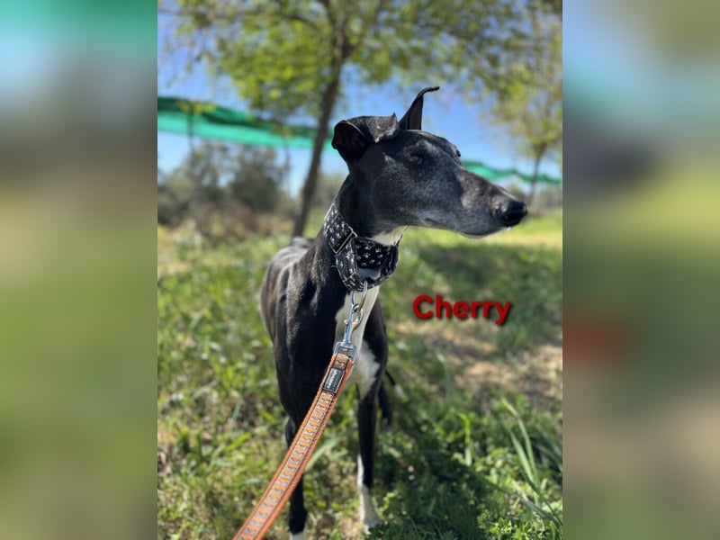 Cherry geb. 10/2021 (ESP) - wunderschöne, soziale Galga sucht ihre Menschen!