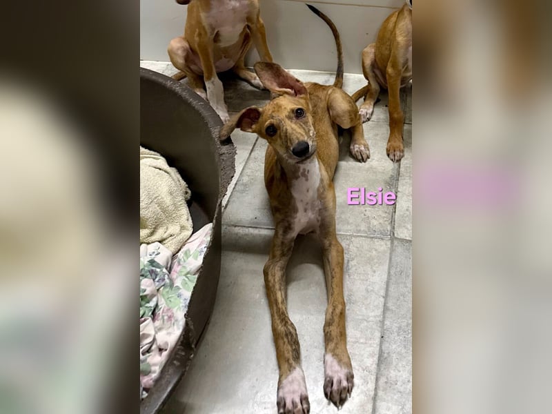Elsie geb. 06/2026 (ESP) - verspielte Galgowelpin will die Welt entdecken!