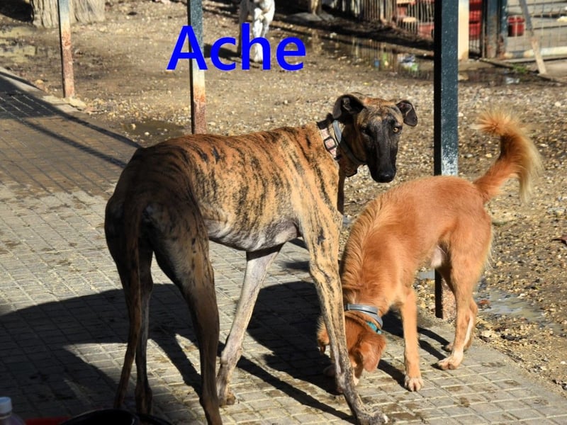 Ache geb. 03/2025 (ESP) - menschenbezogener und verspielter, junger Galgo!