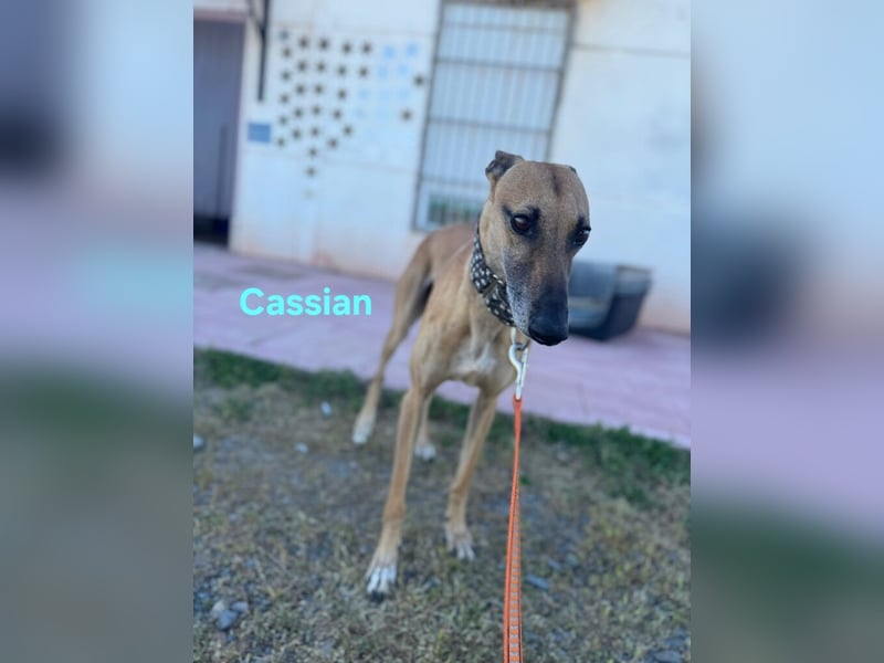 Cassian geb. 07/2023 (ESP) - freundlicher und sozialer Galgo sucht liebevolles Zuhause!