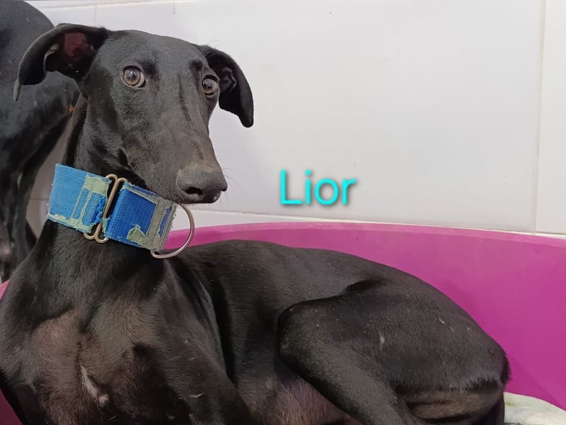 Lior geb. 11/2023 (ESP) - zärtlicher, wunderschöner Galgo!