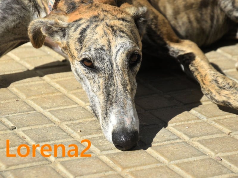 Lorena2 geb. 08/2023 (ESP) - total liebe und verschmuste Galga sucht ihr Glück!