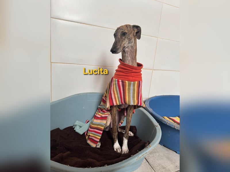 Lucita geb. 03/2022 (ESP) - sanfte und ruhige Galga sucht ihr Körbchen!