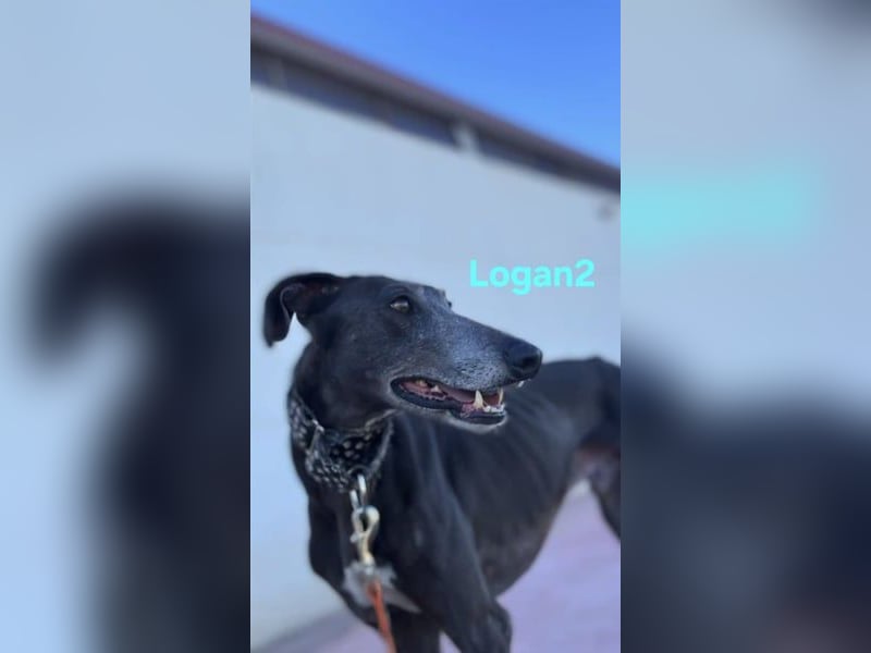 Logan2 geb. 01/2024 (ESP) - ausgeglichener und sozialer Galgo in seltener Farbe!