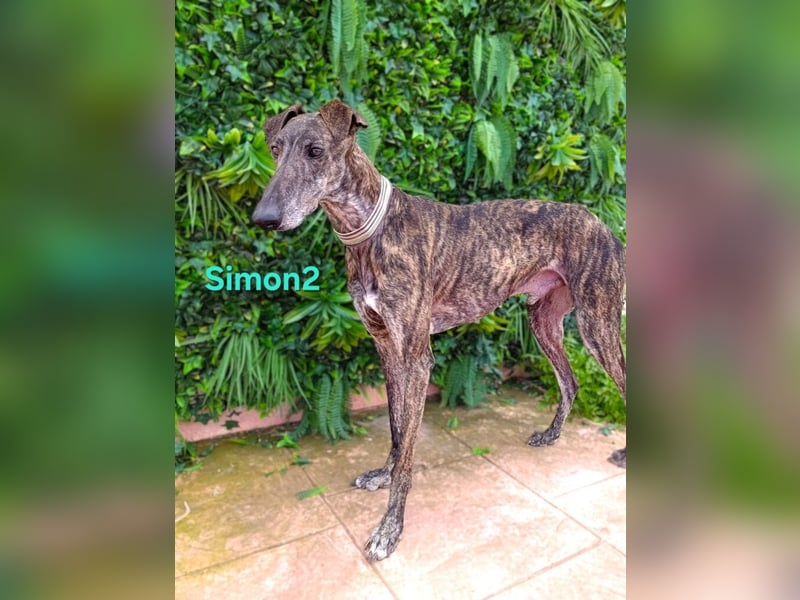 Simon2 geb. 09/2019 (ESP) - unkomplizierter Galgo verdient endlich sein Glück!