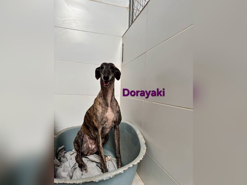 Dorayaki geb. 02/2021 (ESP) - sanfte Galga will Vertrauen neu lernen!