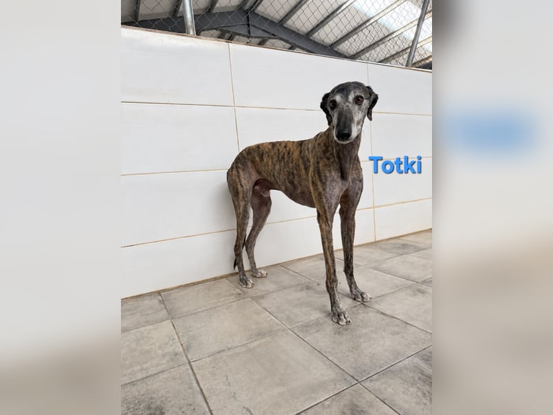 Totki geb. 06/2023 (ESP) - sanfter, feinfühliger Galgo der Herzen leise berührt!