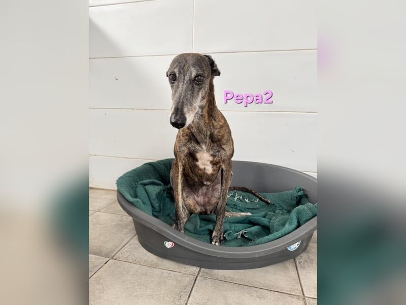 Pepa2 geb. 01/2015 (ESP) - sanfte, soziale Galga verdient endlich ein schönes Leben!