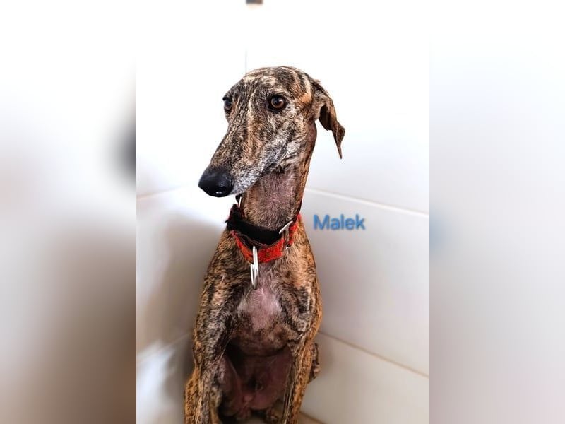 Malek geb. 03/2024 (ESP) - sozialer, ruhiger und zurückhaltender Galgo!