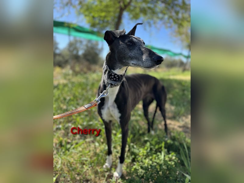 Cherry geb. 10/2021 (ESP) - wunderschöne, soziale Galga sucht ihre Menschen!