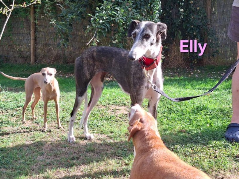 Elly geb. 07/2020 (in Deutschland) - liebevolle, verspielte Rauhhaargalga!