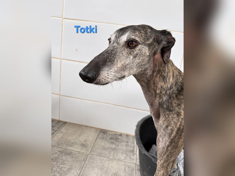 Totki geb. 06/2023 (ESP) - sanfter, feinfühliger Galgo der Herzen leise berührt!
