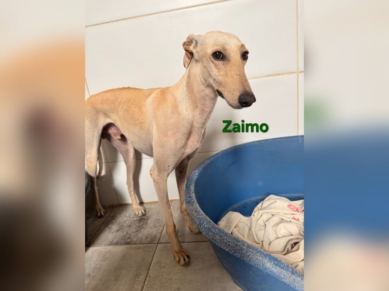 Zaimo geb. 10/2023 (ESP) - schüchterner, wunderschöner Galgo sucht erfahrene Menschen!