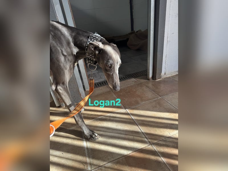 Logan2 geb. 01/2024 (ESP) - ausgeglichener und sozialer Galgo!