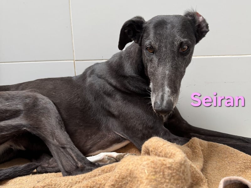 Seiran geb. 07/2019 (ESP) - liebevolle und ausgeglichene Galga sucht das Glück!