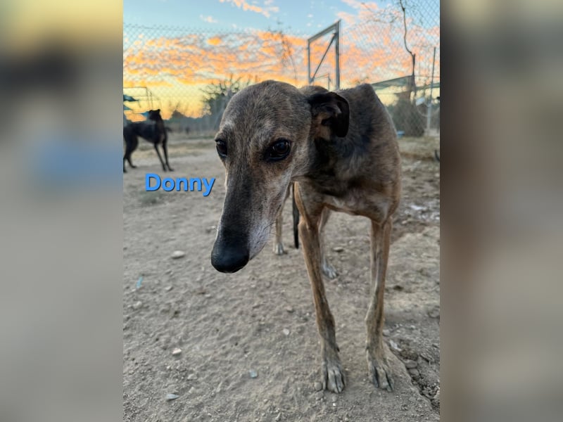 Donny geb. 04/2022 (ESP) - sanfter Galgo der so viel mehr verdient hat!
