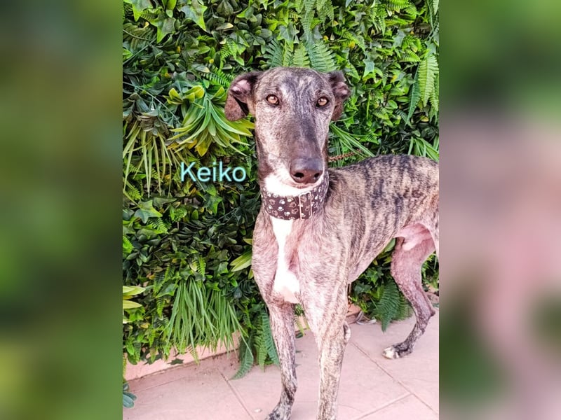 Keiko geb. 07/2020 (ESP) - liebevoller Galgomann sucht seine Familie!