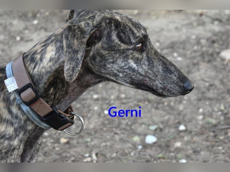 Gerni geb. 05/2025 (ESP) - verschmuster Galgo will wieder lernen zu Vertrauen!