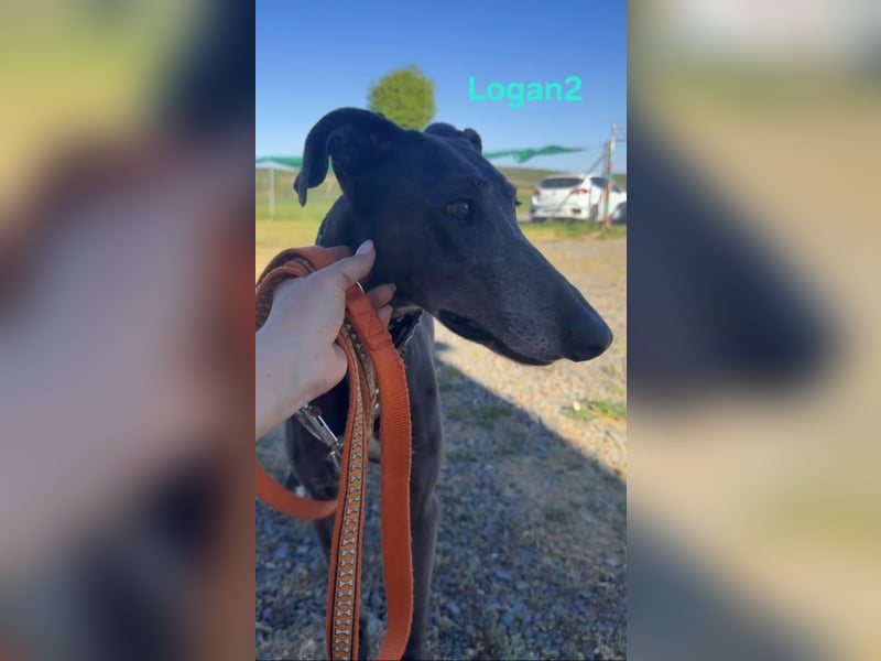 Logan2 geb. 01/2024 (ESP) - ausgeglichener und sozialer Galgo!