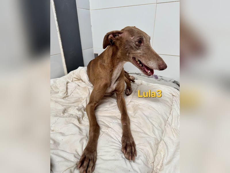 Lula3 geb. 11/2021 (ESP) - wunderschöne Galga... ihre Geschichte soll endlich ein Happy End haben!