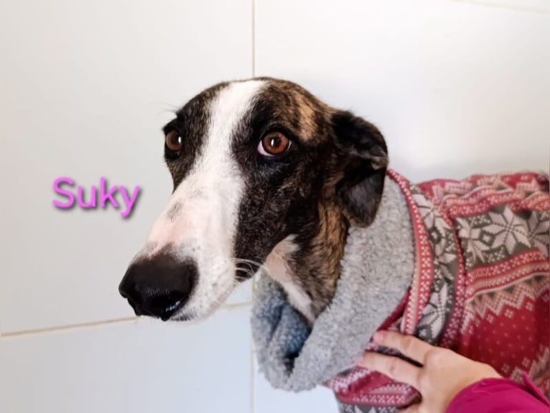 Suky geb. 02/2023 (ESP) - fröhliche und liebevolle Galgo Espanol Hündin sucht eine Familie!