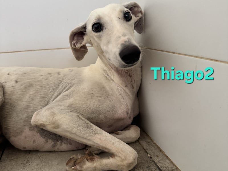 Thaigo2 geb. 03/2024 (ESP) - NOTFALL! erfahrene Hundemenschen gesucht!