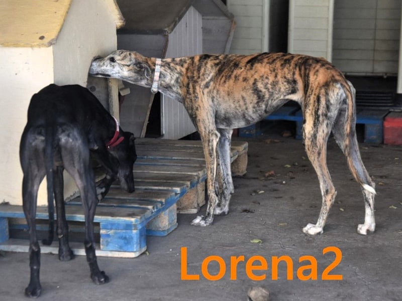 Lorena2 geb. 08/2023 (ESP) - total liebe und verschmuste Galga sucht ihr Glück!