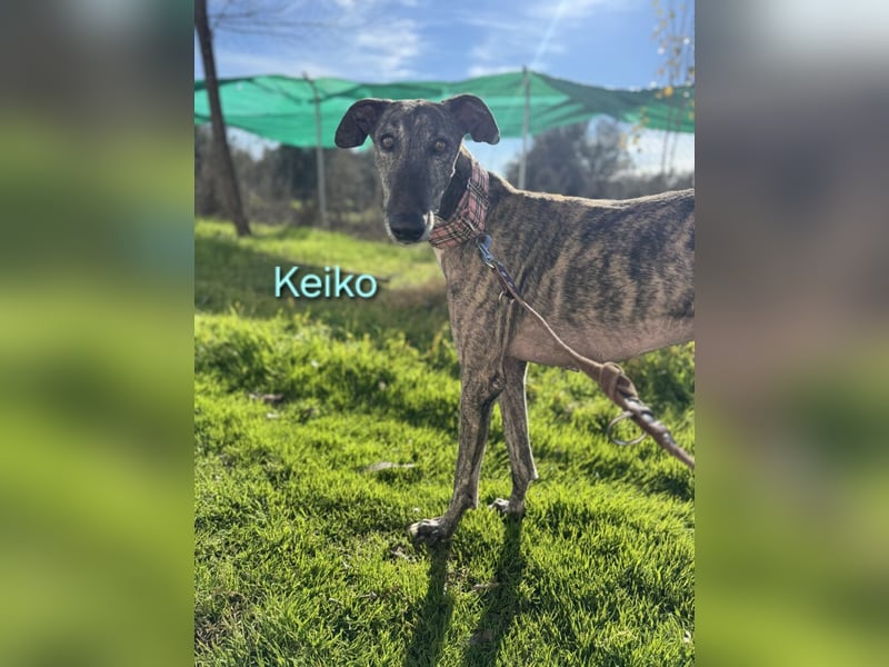 Keiko geb. 07/2020 (ESP) - liebevoller Galgomann sucht seine Familie!