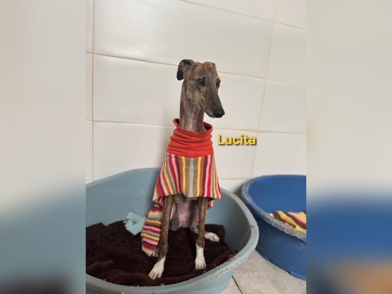 Lucita geb. 03/2022 (ESP) - sanfte und ruhige Galga sucht ihr Körbchen!