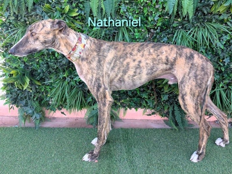 Nathaniel geb. 07/2021 (ESP) - lieber, ausgeglichener und verschmuster Galgo!