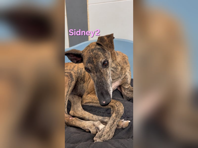 Sidney2 geb. 04/2019 (ESP) - menschenbezogene Galga sucht ihr Für-immer-Körbchen!