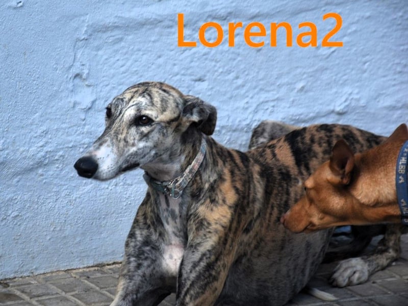 Lorena2 geb. 08/2023 (ESP) - total liebe und verschmuste Galga sucht ihr Glück!