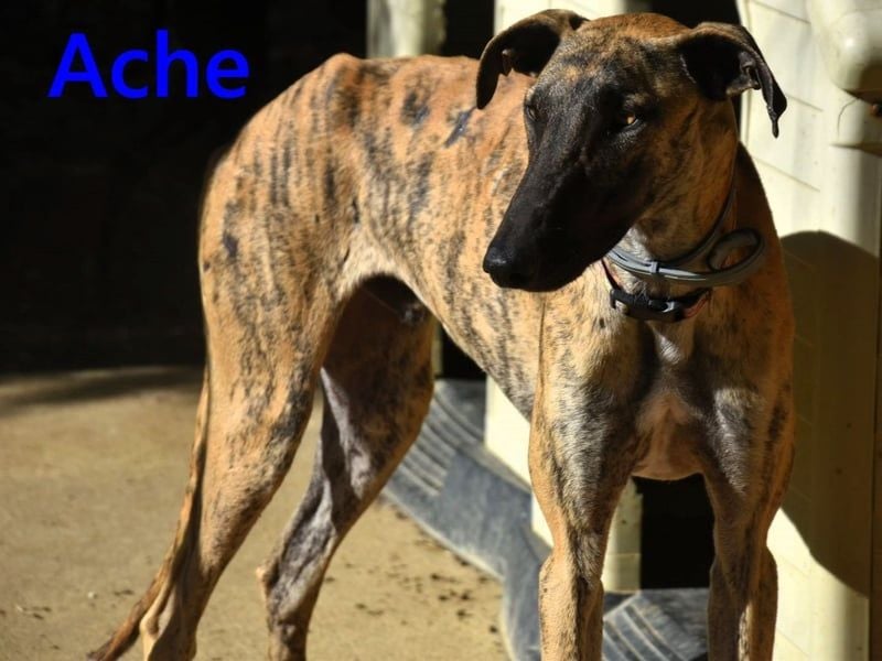 Ache geb. 03/2025 (ESP) - menschenbezogener und verspielter, junger Galgo!