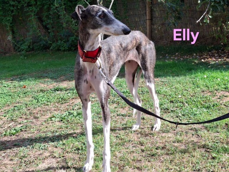 Elly geb. 07/2020 (in Deutschland) - liebevolle, verspielte Rauhhaargalga!