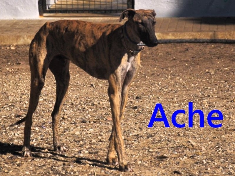 Ache geb. 03/2025 (ESP) - menschenbezogener und verspielter, junger Galgo!