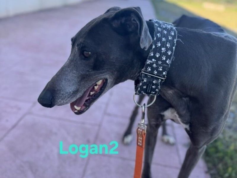 Logan2 geb. 01/2024 (ESP) - ausgeglichener und sozialer Galgo in seltener Farbe!