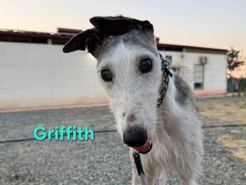 Griffith geb. 01/2021 (ESP) - ein ganz besonderer Galgo sucht seine Menschen!